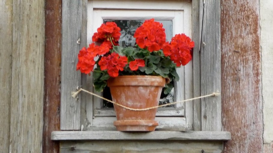 Герань в сельском доме