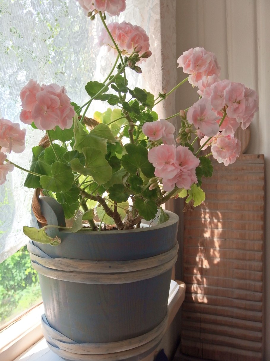 Герань Mårbacka