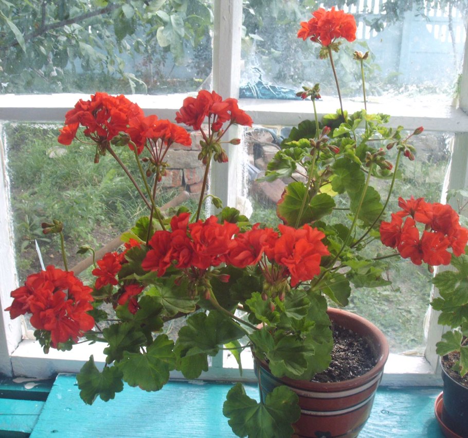 Цветы герани на окне
