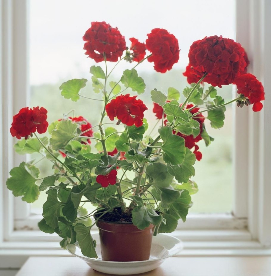 Герань красная домашняя