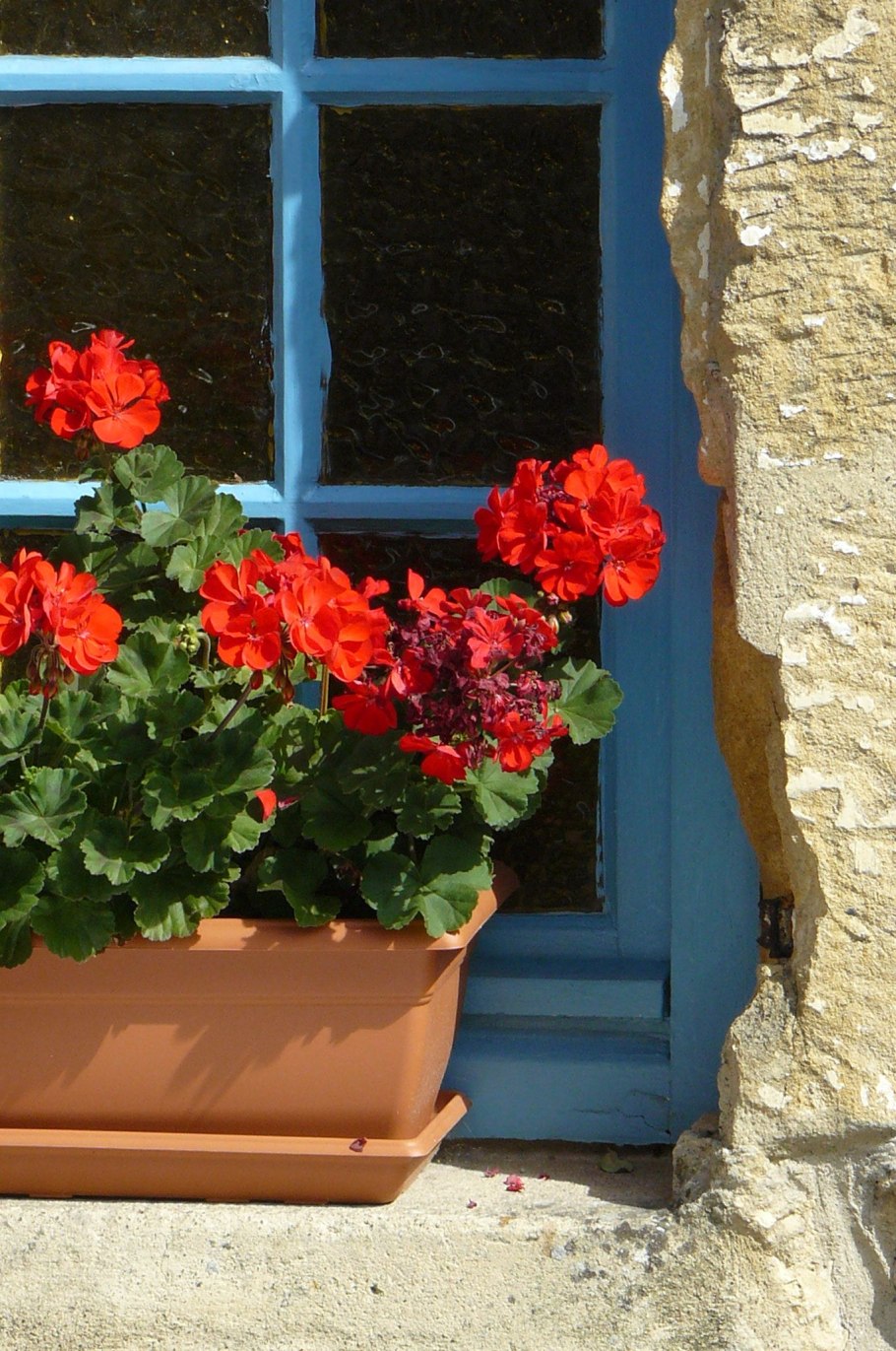 Герань в горшке