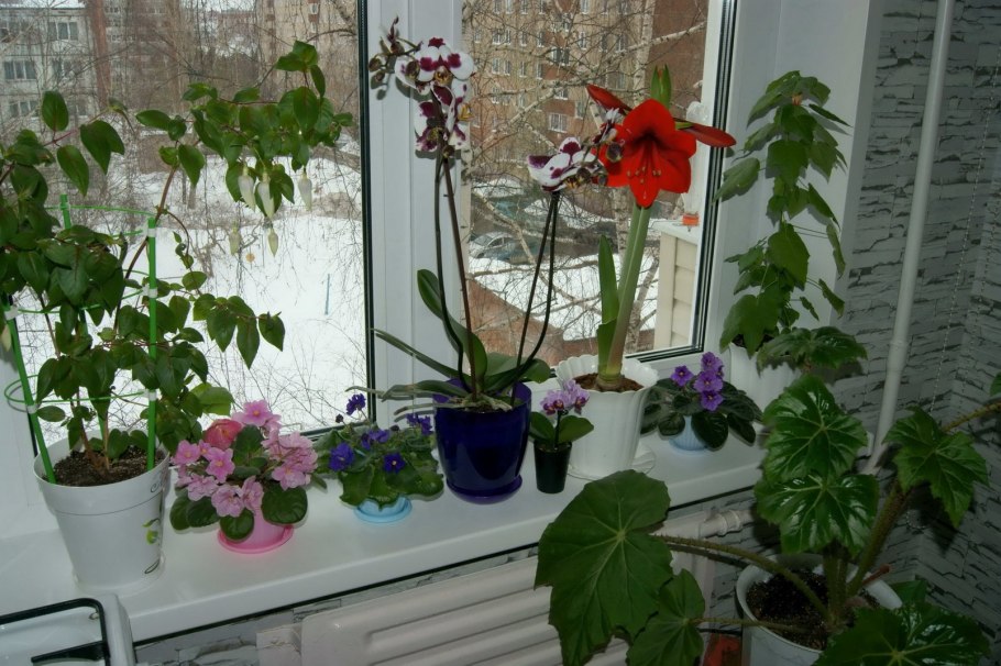 Фуксия на подоконнике