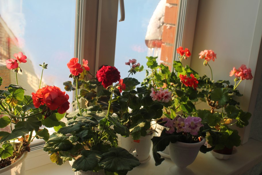 Пеларгония на подоконнике
