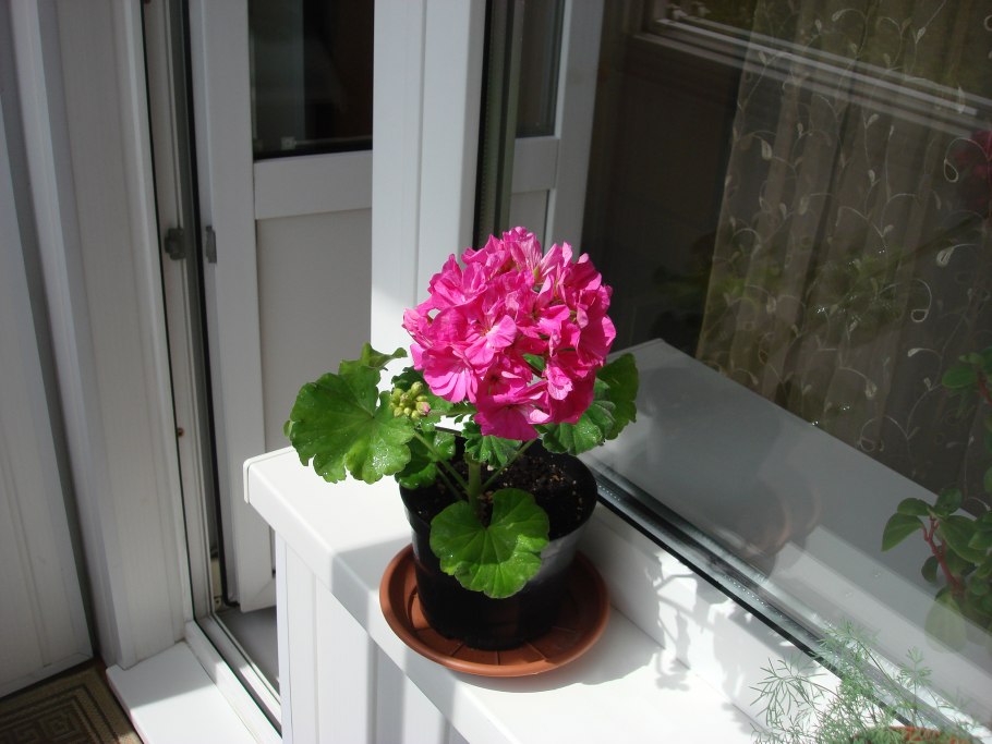 Цветы для солнечного подоконника комнатные