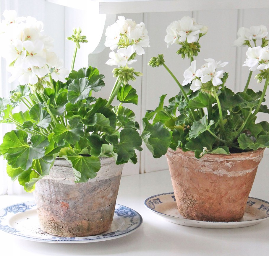 Пеларгония комнатное растение