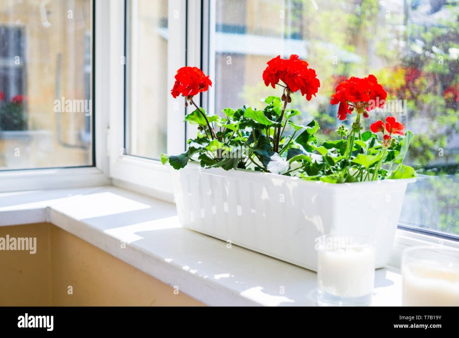 Карликовые герани на окне