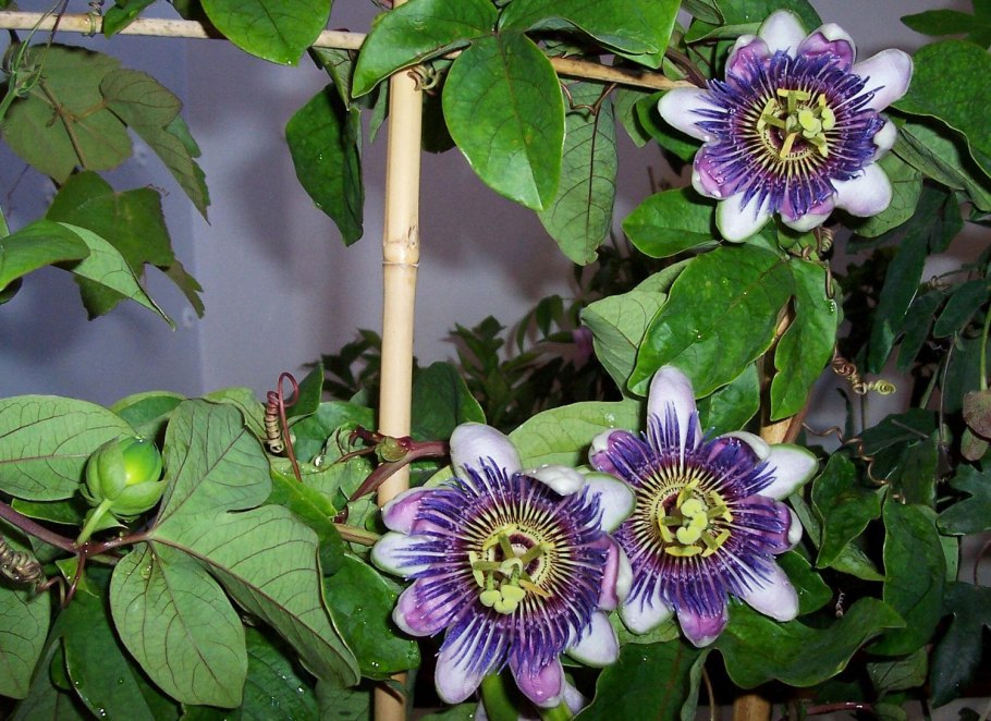 Пассифлора маэстро