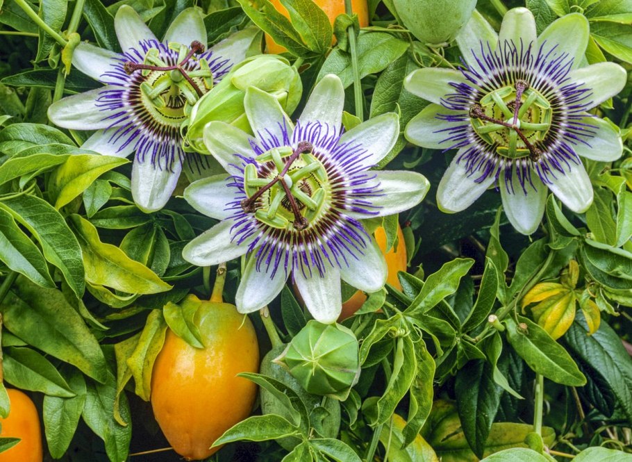 Пассифлора кавалерская звезда