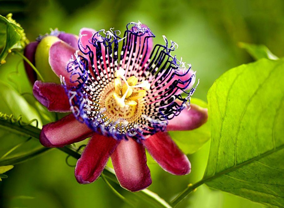 Маракуйя пассифлора