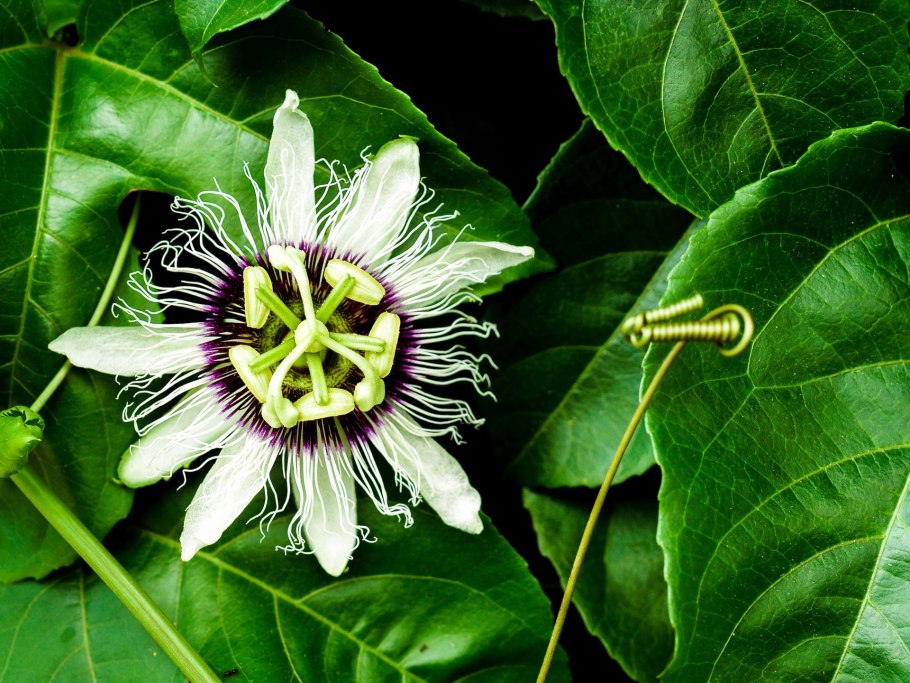 Маракуйя куст