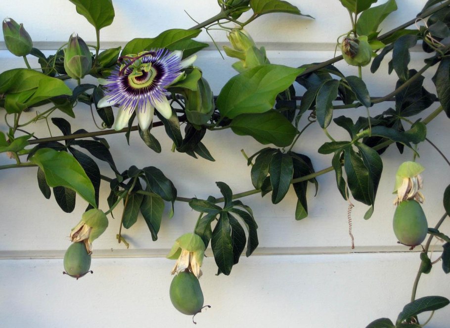 Пассифлора Эдулис Лиана