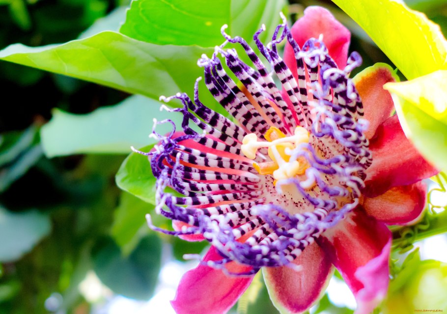 Экзотические растения пассифлора