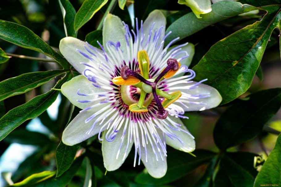 Пассифлора японская