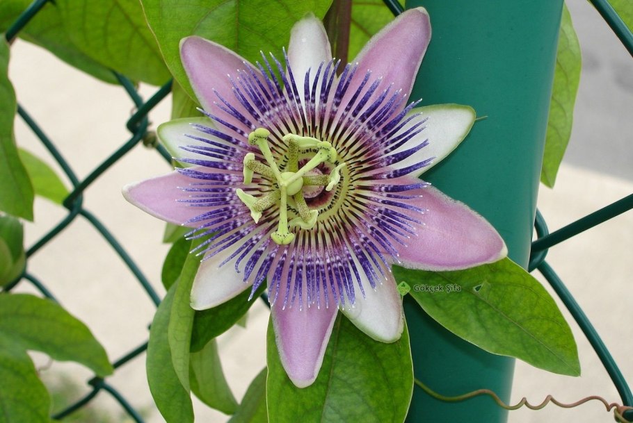 Пассифлора нежнейшая