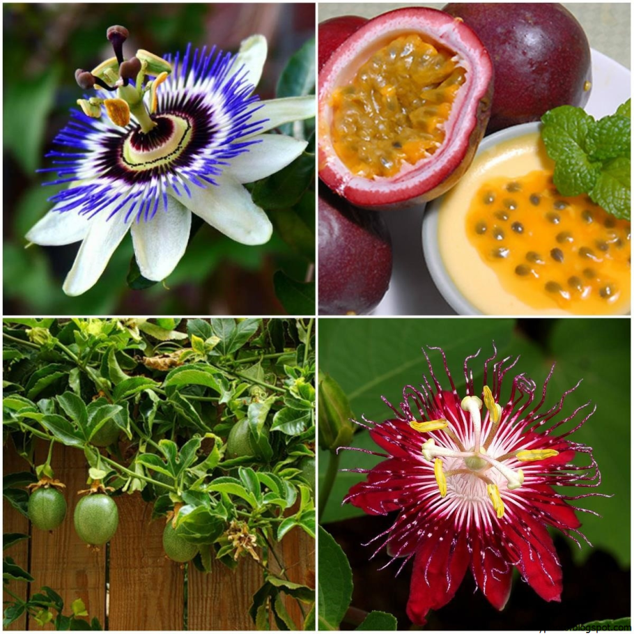 Маракуйя пассифлора