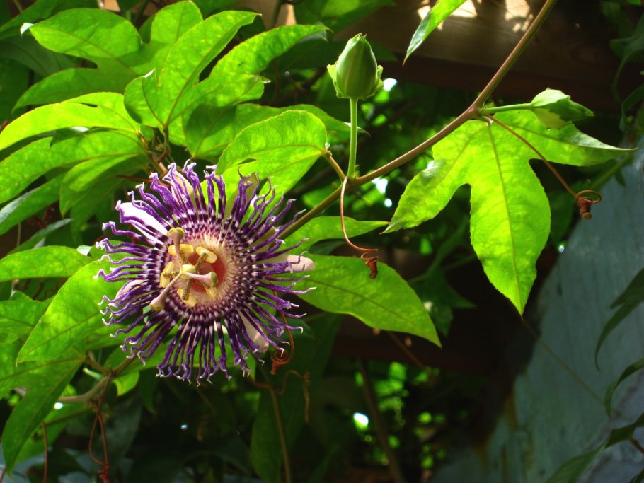 Пассифлора лавролистная