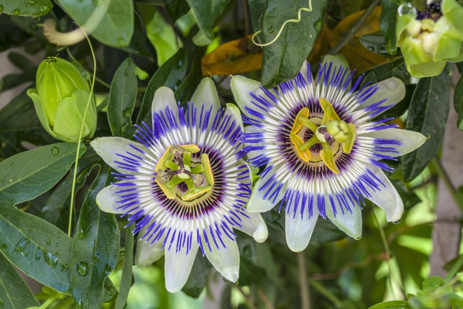 Пассифлора caerulea