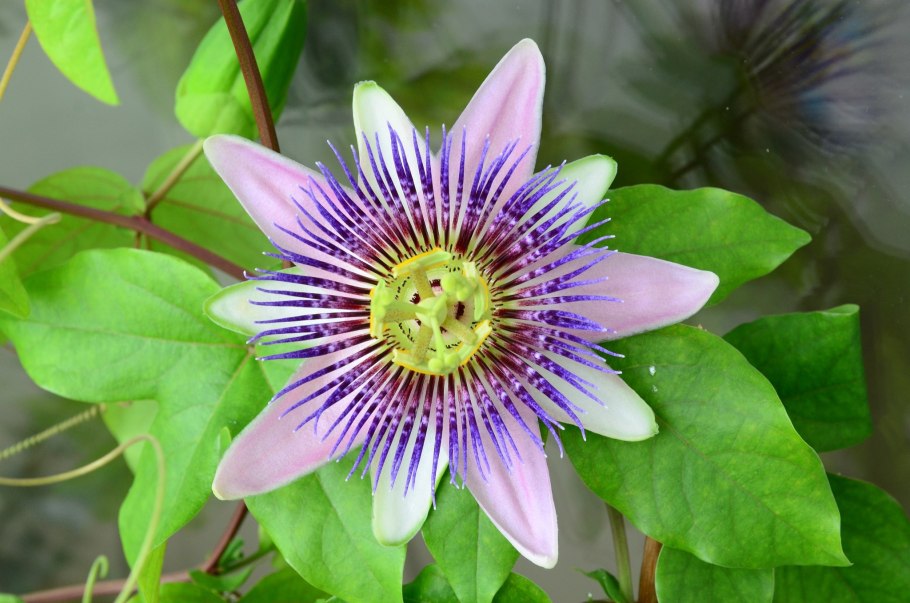 Маракуйя цветок