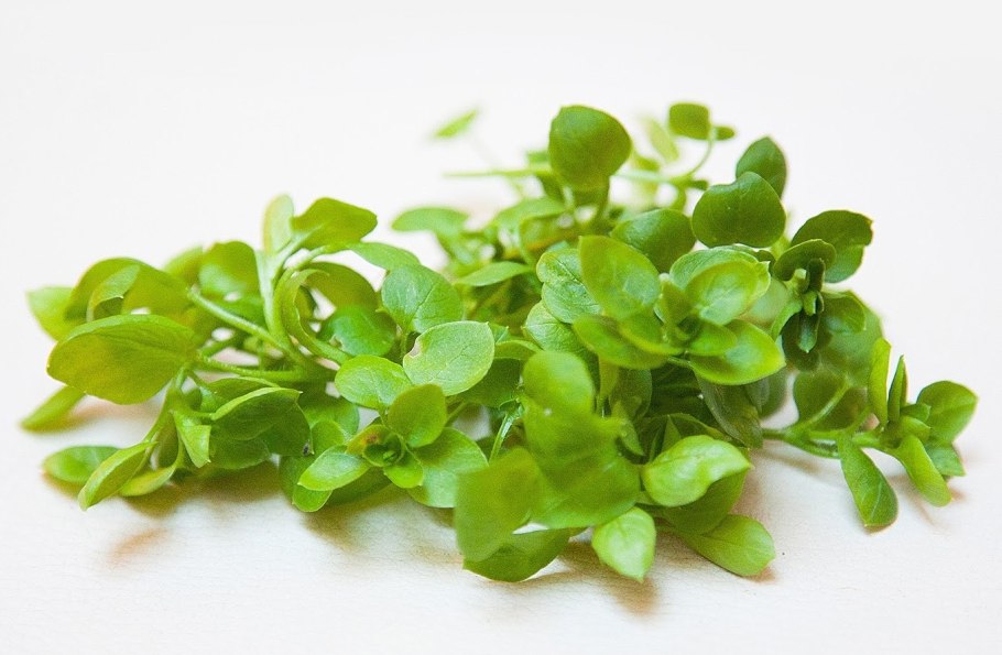 Трава звездчатка мокрица