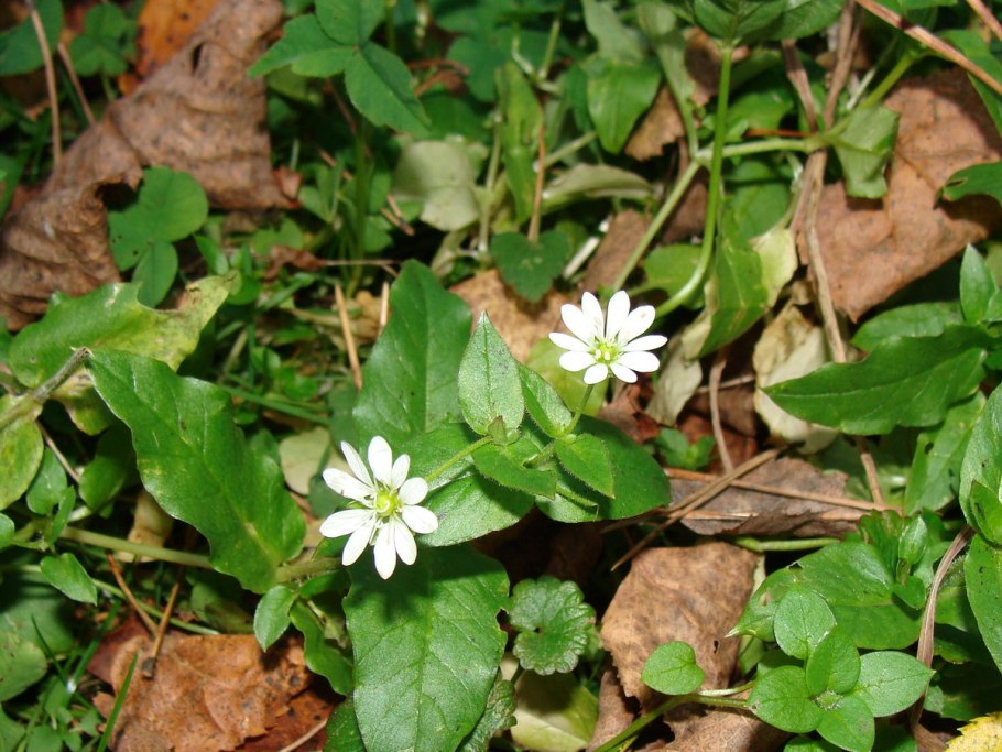 Мокрица сорняк