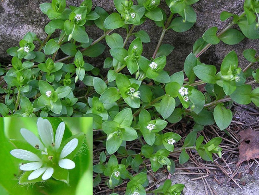Звездчатка трава