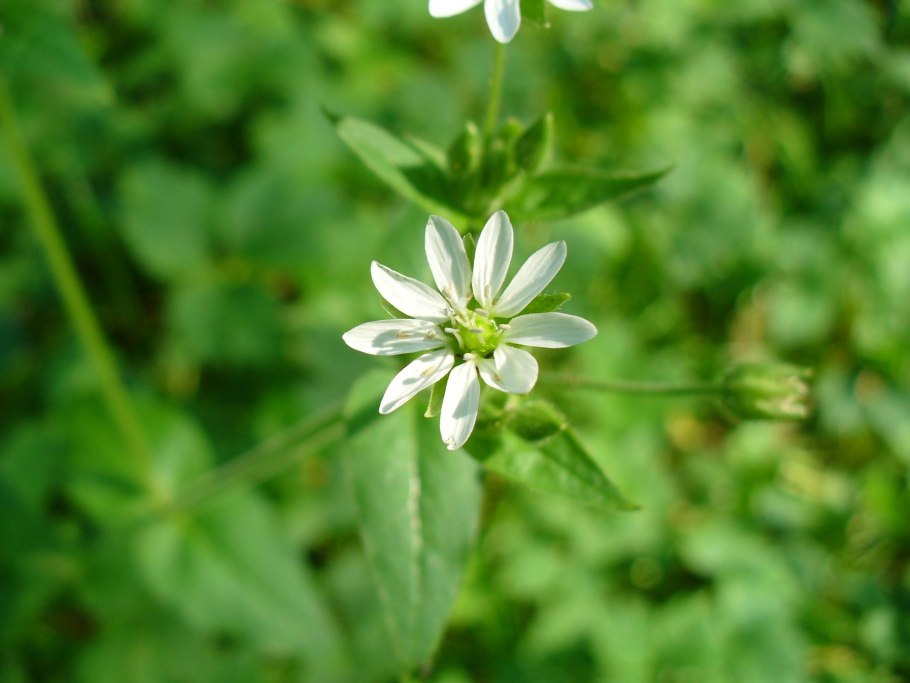 Звездчатка толстолистная