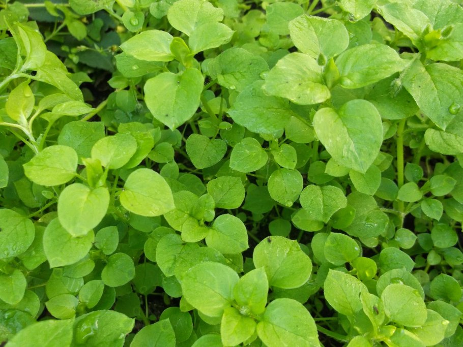 Мокрица сорняк огородный