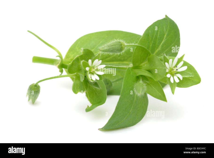 Мокрица сорняк огородный