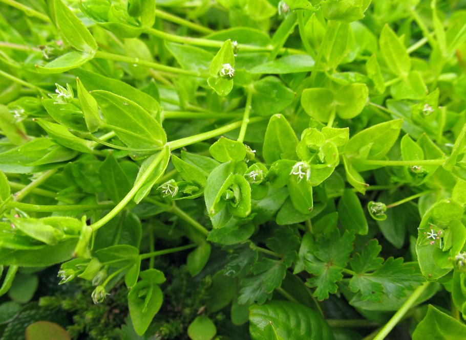 Мокрица трава съедобная