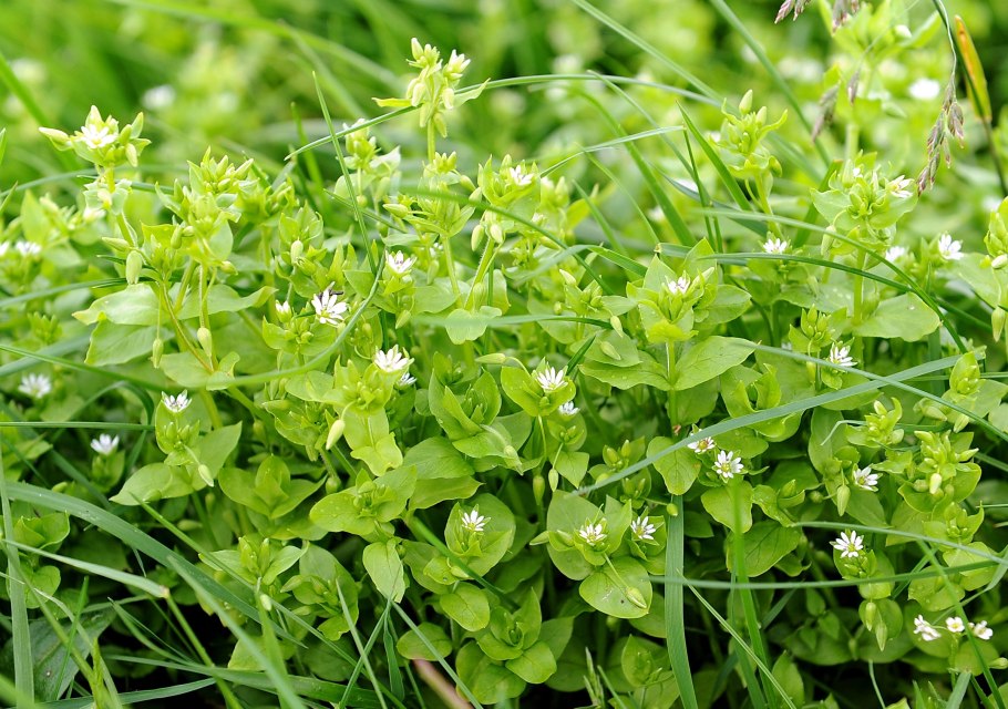 Звездчатка средняя (Stellaria Media)