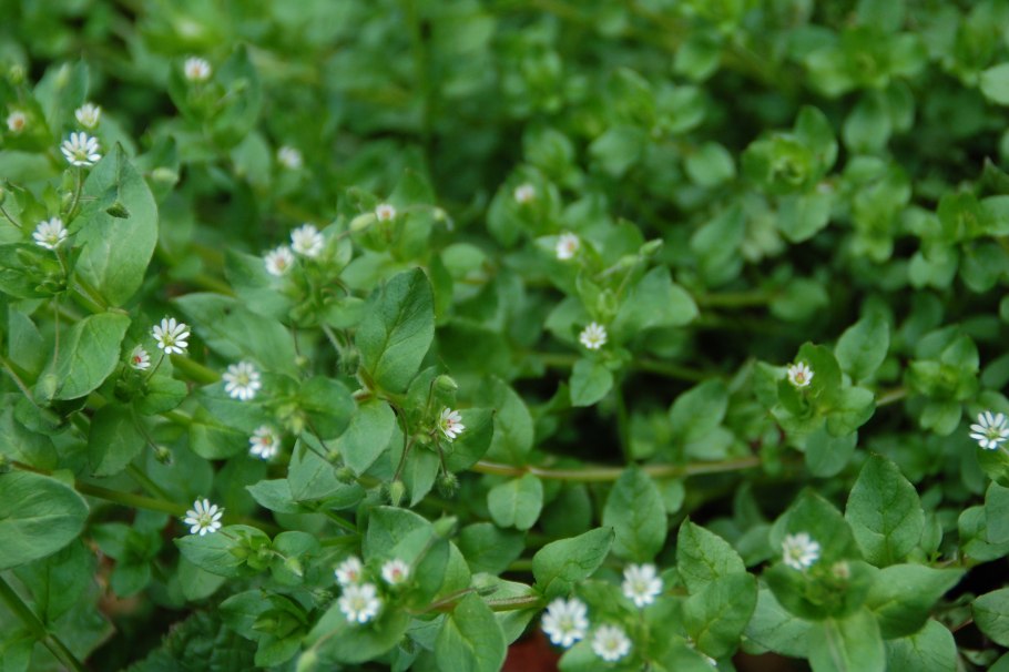 Звездчатка средняя (Stellaria Media)