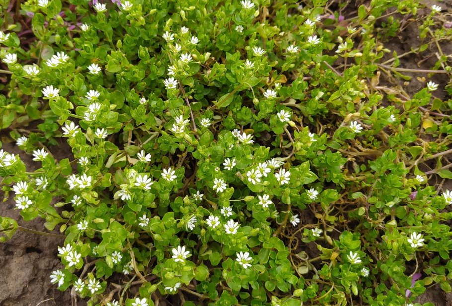 Мокрица звездчатка