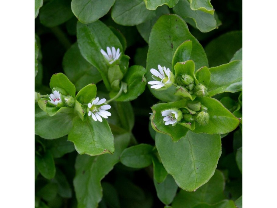 Мокрица зелень