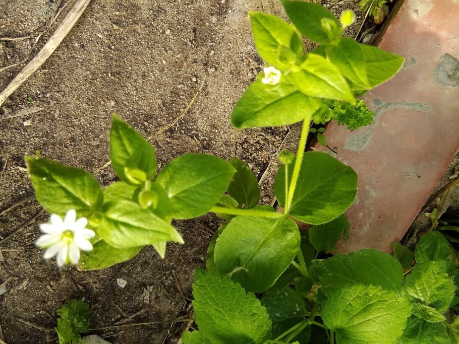 Трава звездчатка мокрица