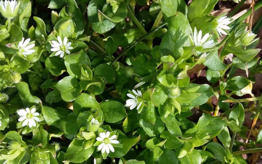 Мокрица побег