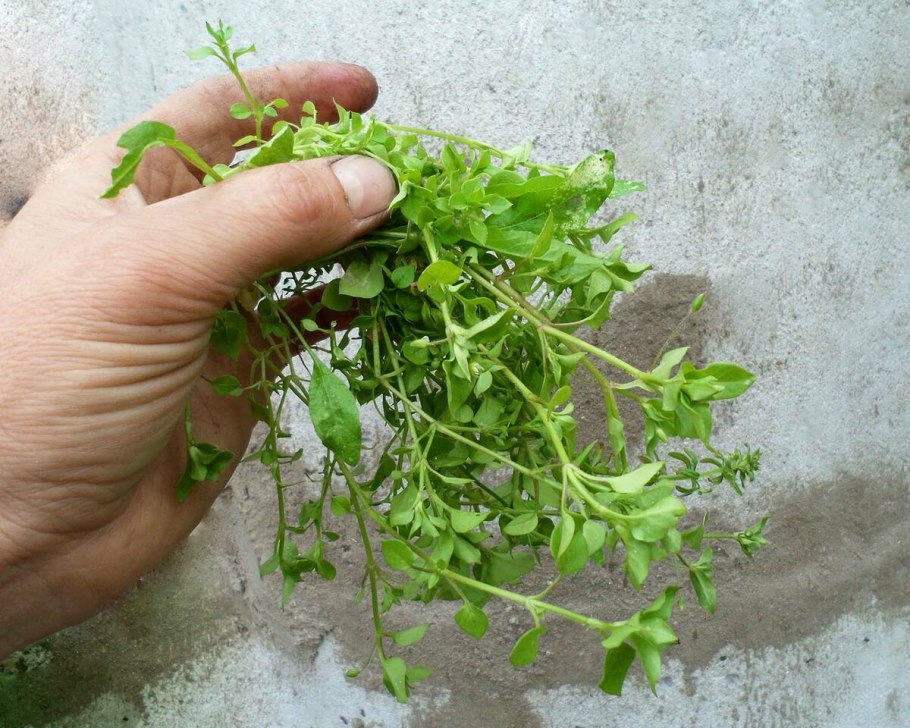 Мокрица сорняк