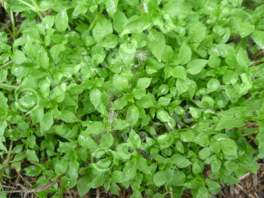 Звездчатка средняя (Stellaria Media)