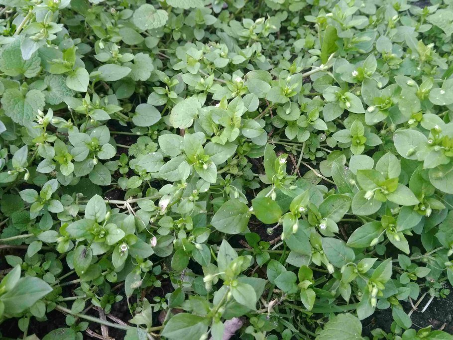 Мокрица звездчатка