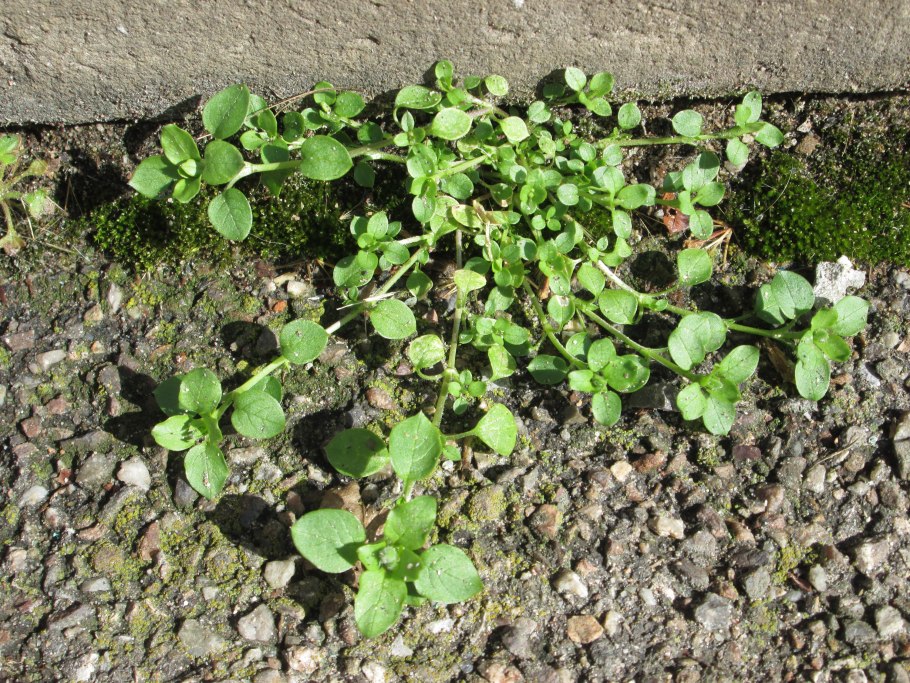 Звездчатка средняя (Stellaria Media)