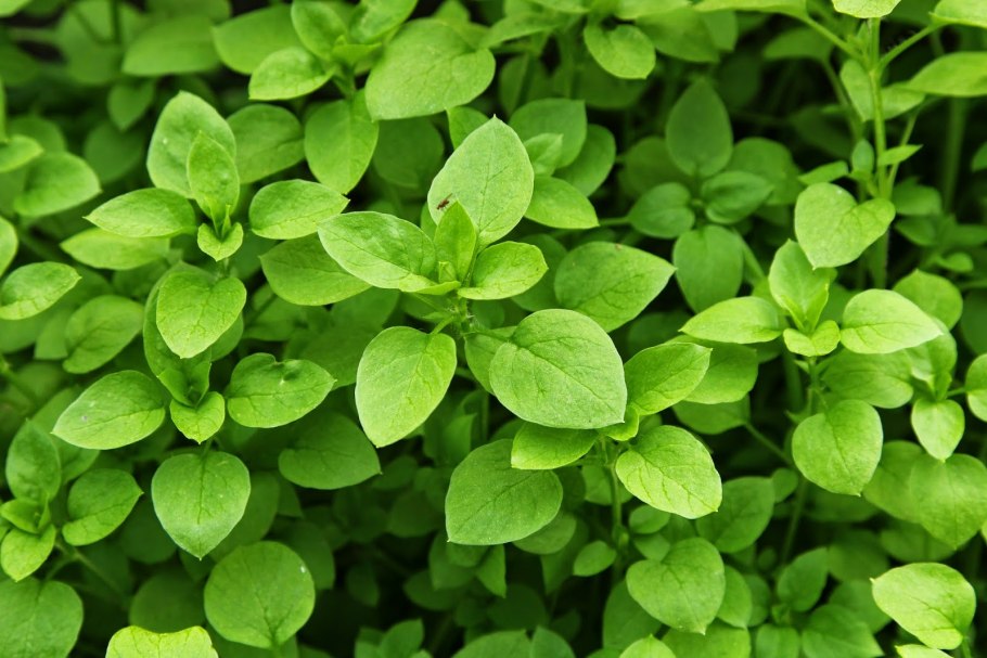 Звездчатка топяная