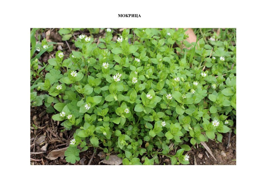 Трава мокрица