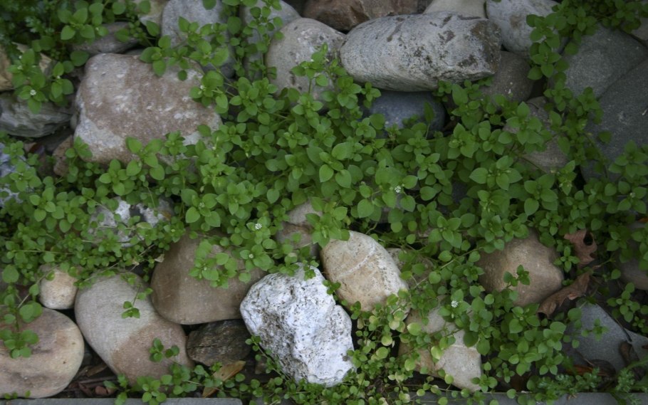 Эфемеры мокрица