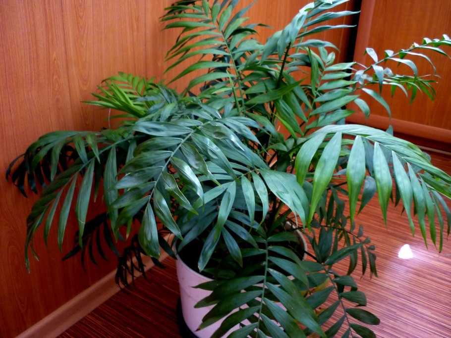 Хамедорея замиокулькас