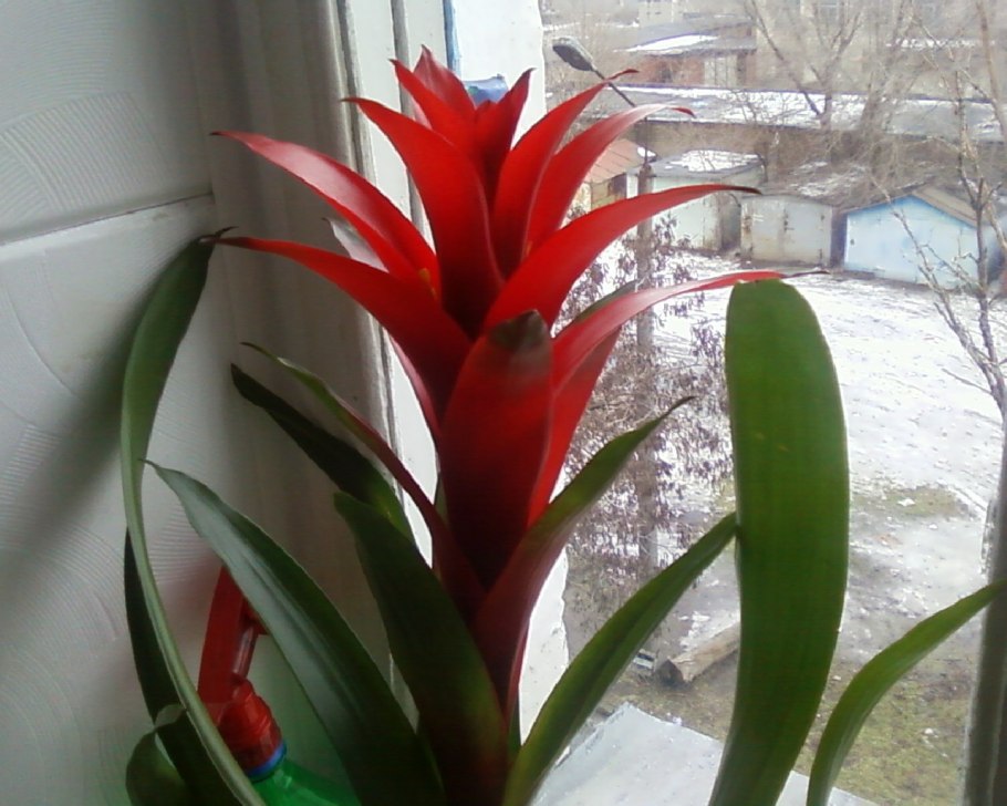 Юкка Садовая Пальма