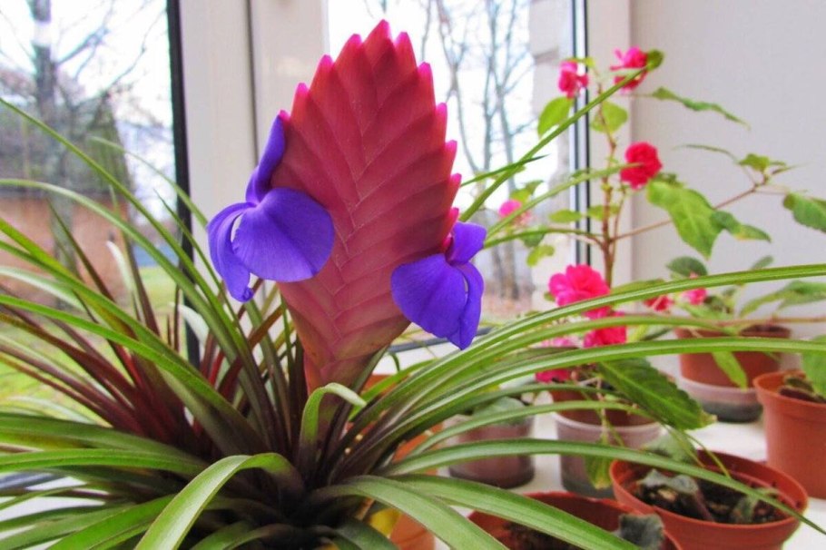 Кливия miniata