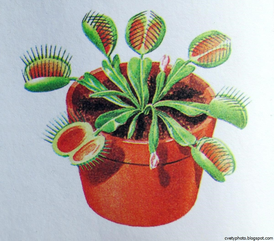 Комнатные цветы на б