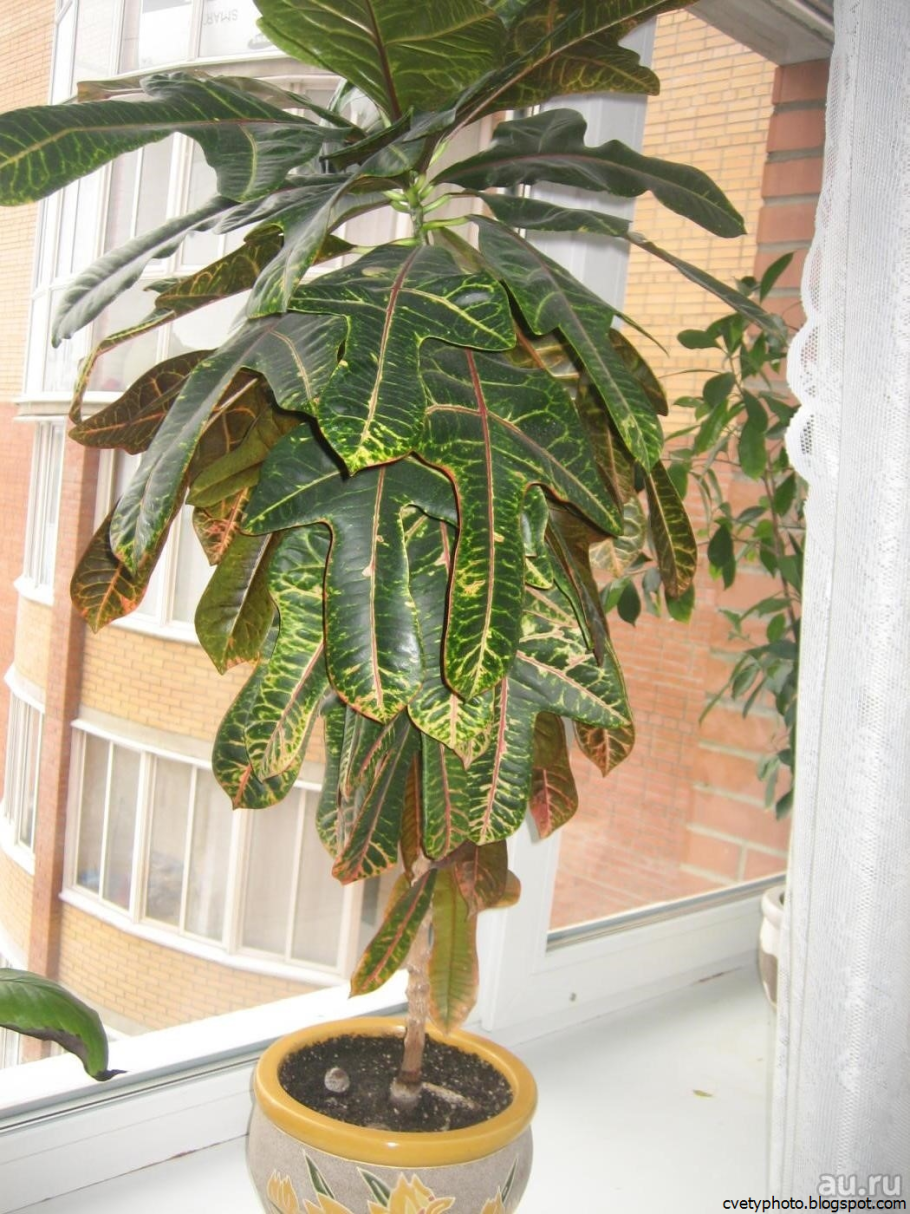 Кротон Бенджамина