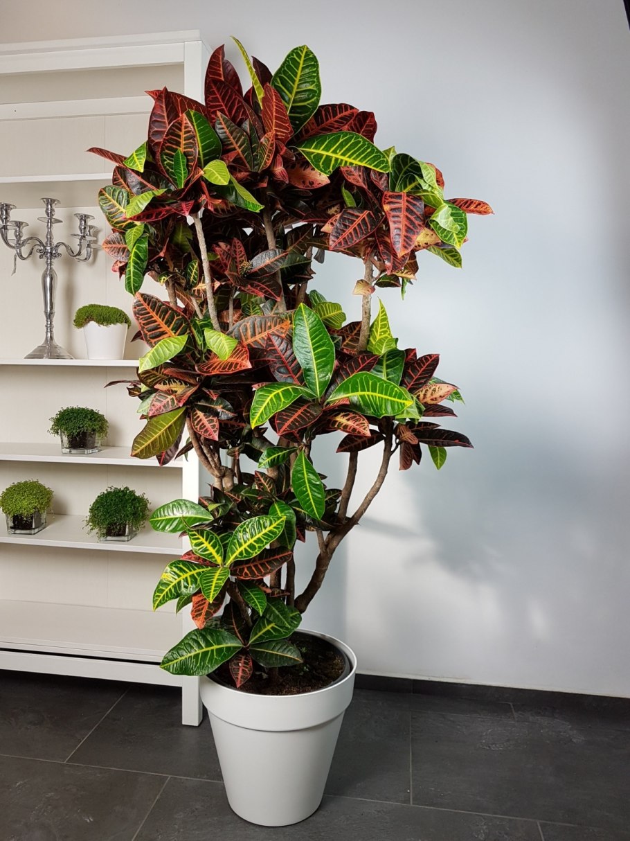 Кротон Кодиеум Экселент