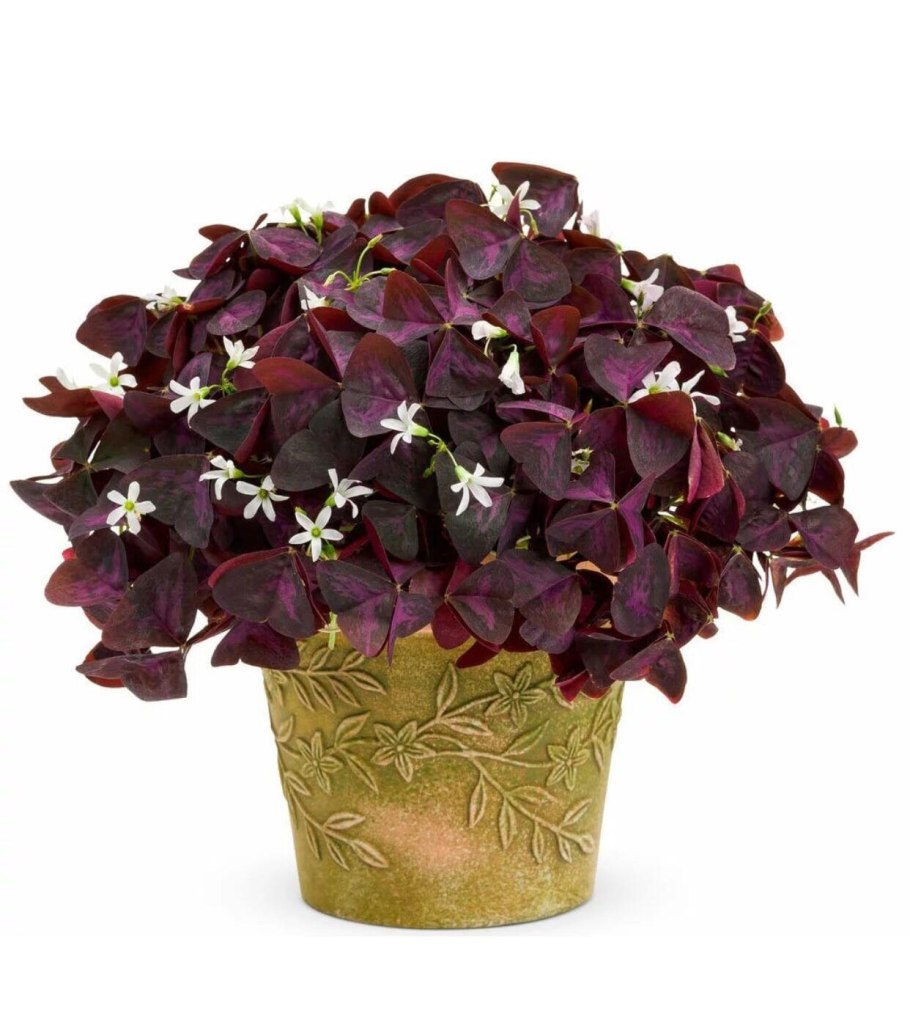 Кислица (оксалис) цветок