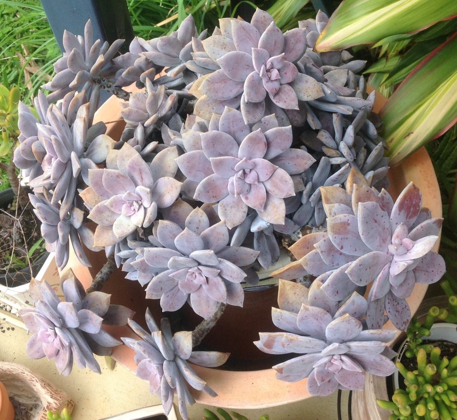 Граптопеталум Дебби